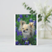 Long Coat Chihuahua in Blue Bonnets Postkarte (Stehend Vorderseite)