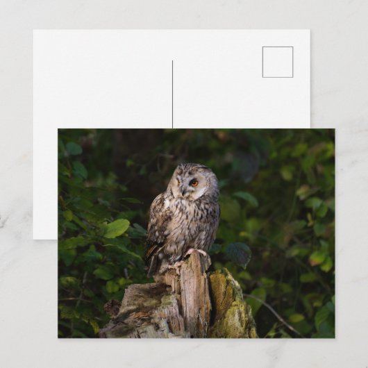 Long-eared Owl between leaves Postkarte (Vorne/Hinten)