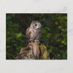 Long-eared Owl between leaves Postkarte