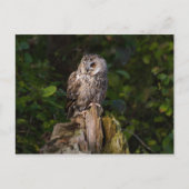 Long-eared Owl between leaves Postkarte (Vorderseite)