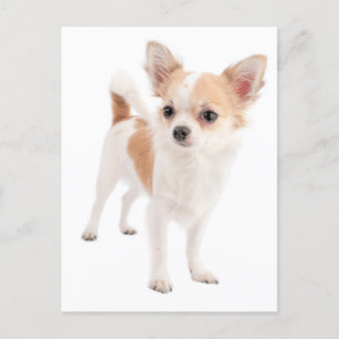 Long Hair Chihuahua Puppy Dog Post Card Postkarte