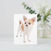 Long Hair Chihuahua Puppy Dog Post Card Postkarte (Stehend Vorderseite)