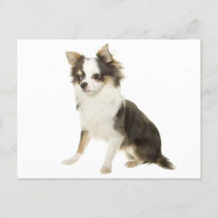 Long Hair Chihuahua Welpe Doppy Post Card Postkarte