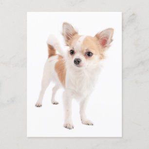 Long Hair Chihuahua Welpe Doppy Post Card Postkarte