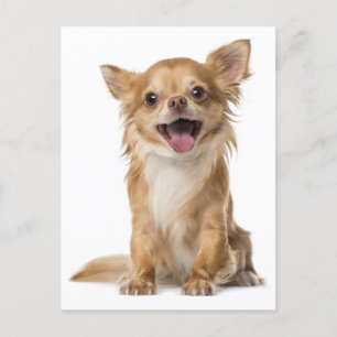 Long Hair Chihuahua Welpe Doppy Post Card Postkarte