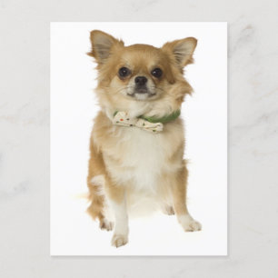 Long Hair Chihuahua Welpe Doppy Post Card Postkarte