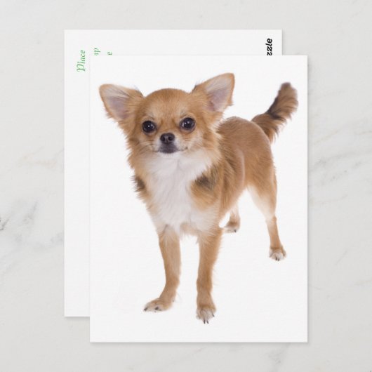 Long Hair Chihuahua Welpe Doppy Post Card Postkarte (Vorne/Hinten)