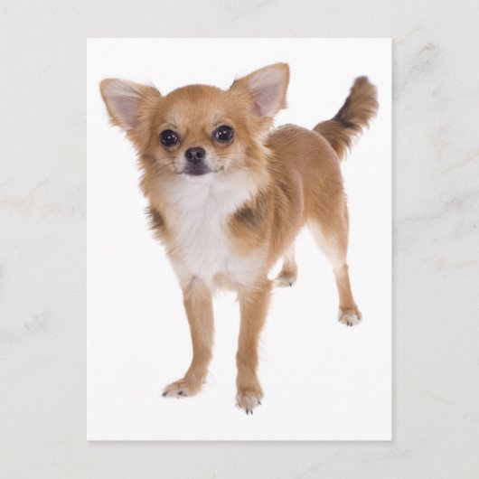 Long Hair Chihuahua Welpe Doppy Post Card Postkarte (Vorderseite)
