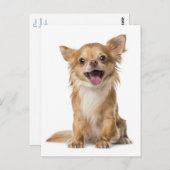 Long Hair Chihuahua Welpe Hund Grußkarte Post Card Postkarte (Vorne/Hinten)