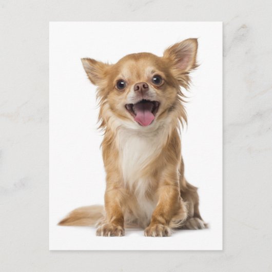 Long Hair Chihuahua Welpe Hund Grußkarte Post Card Postkarte (Vorderseite)
