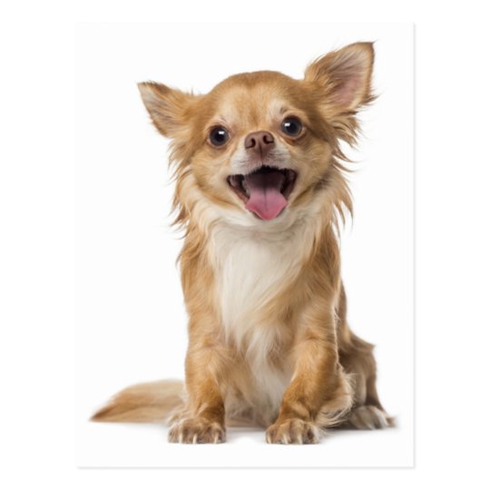 Long Hair Chihuahua Welpe Hund Post Card Postkarte Zazzle.de