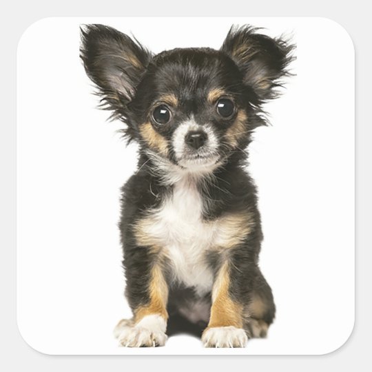 Long Hair Chihuahua Welpe Hund Schwarz Brown Whi Quadratischer Aufkleber Zazzle De