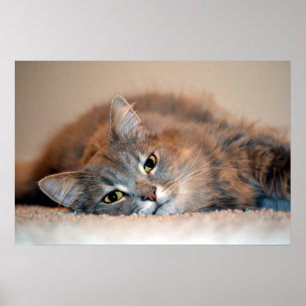 Long Haired Blue Russian Cat by Shirley Taylor Poster