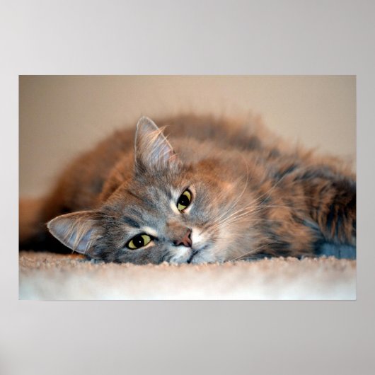 Long Haired Blue Russian Cat by Shirley Taylor Poster (Vorne)