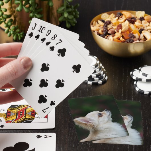 Long Haired Chihuahua Headshot 2 Spielkarten (In Situ)