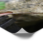 Long Haired Chihuahua Puppy Poster (Ecke)