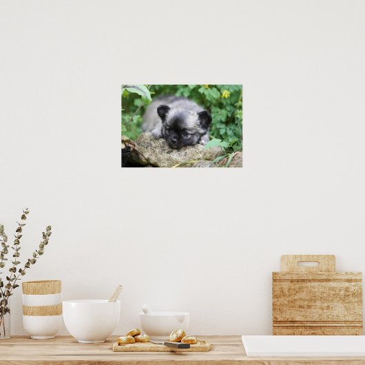 Long Haired Chihuahua Puppy Poster (Küche)