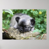 Long Haired Chihuahua Puppy Poster (Vorne)