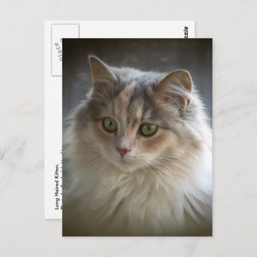 Long Haired Kitten Postkarte (Vorne/Hinten)
