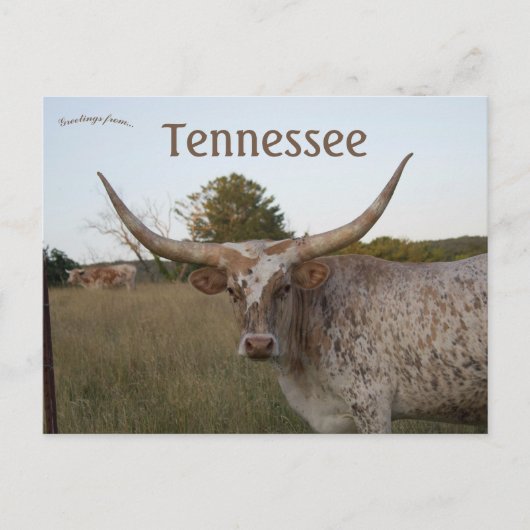 Long Horn Cow in Tennessee Postkarte (Vorderseite)