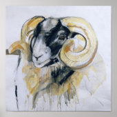Long Horn Sheep Poster (Vorne)