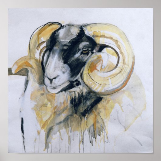 Long Horn Sheep Poster (Vorne)