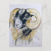 Long Horn Sheep Postkarte (Vorderseite)