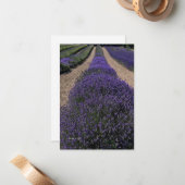Long Lavender Row Mitteilungskarte (Vorderseite/Rückseite Beispiel)