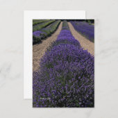 Long Lavender Row Mitteilungskarte (Vorne/Hinten)