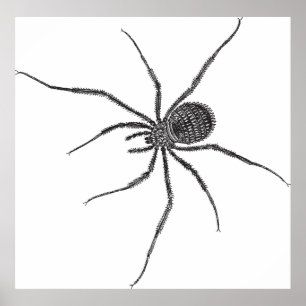 Long Leg Spider Poster