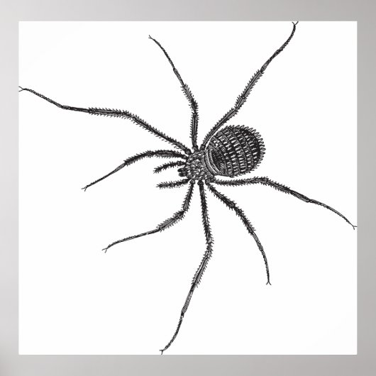 Long Leg Spider Poster (Vorne)