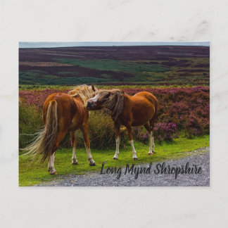 Long Mynd Wild Ponies Postcard Postkarte