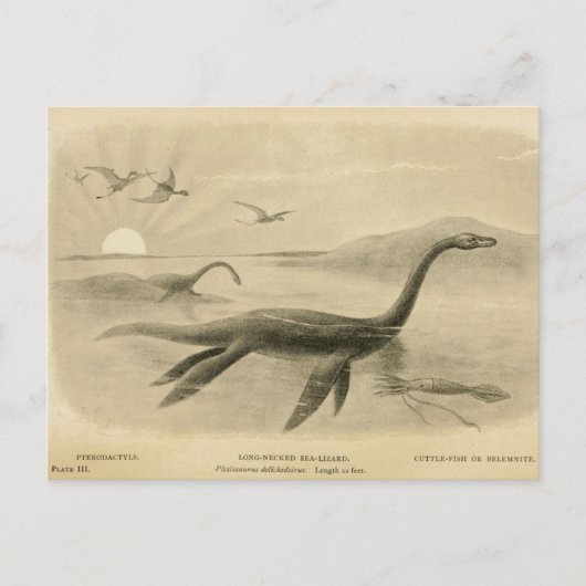 Long Neck Sea Lizard Zoological Sketcard Postkarte (Vorderseite)
