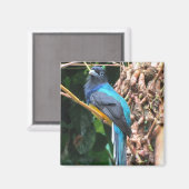 Long Tail Blue Bird Magnet (Vorderseite/Rückseite)