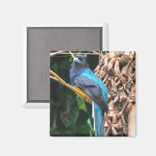 Long Tail Blue Bird Magnet (Vorderseite/Rückseite)