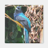 Long Tail Blue Bird Magnet (Vorne)