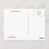 Long Tail Blue Bird Postkarte (Rückseite)