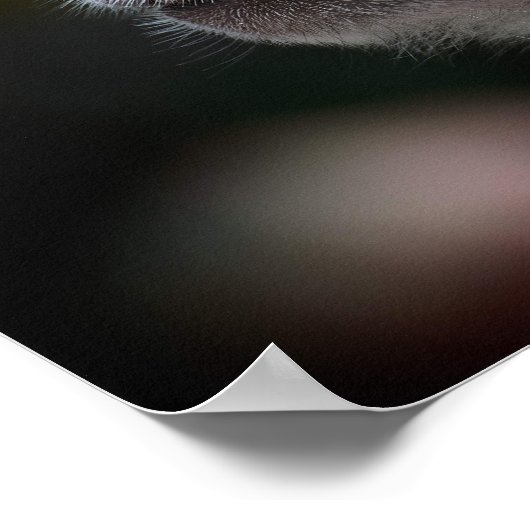 Long-Tailed Macaque Close-Up Poster (Ecke)