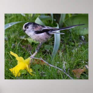 Long-Tailed Tit  Poster