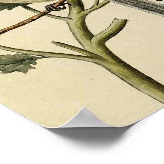 Long Tails Chickadee Poster (Ecke)