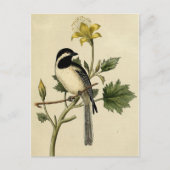 Long Tails Chickadee Postkarte (Vorderseite)