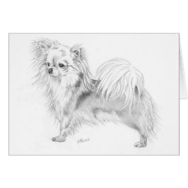 Longcoat Chihuahua - stehend