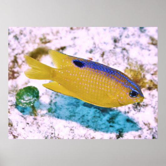 Longfin Damselfish Poster (Vorne)