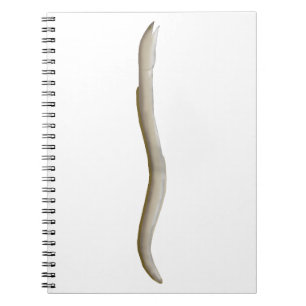 Longfin Snake-ael Notizblock