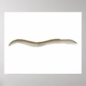 Longfin Snake-ael Poster (Vorne)