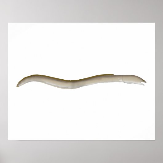 Longfin Snake-ael Poster (Vorne)