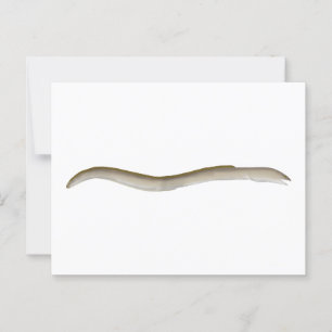 Longfin Snake-ael Postkarte