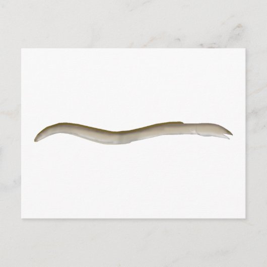 Longfin Snake-ael Postkarte (Vorderseite)