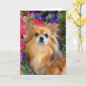 Longhair Chihuahua Floral Blume Karte (Gelbe Blume)