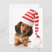 Longhair-Dackel-Welpe Postkarte (Vorne/Hinten)